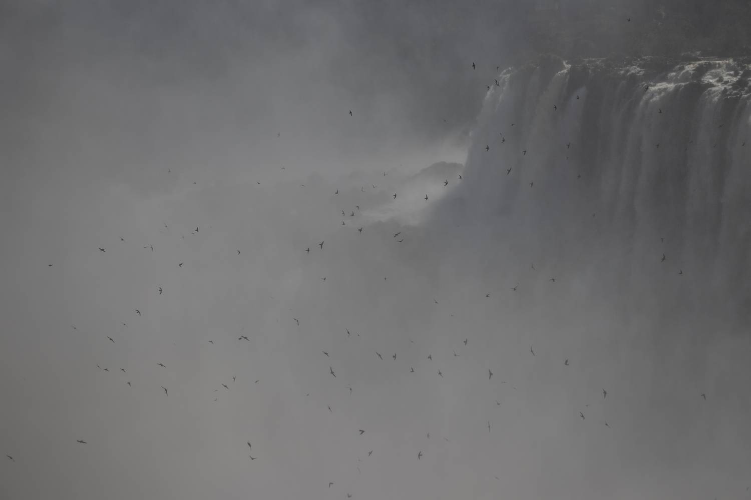Birds in the mist