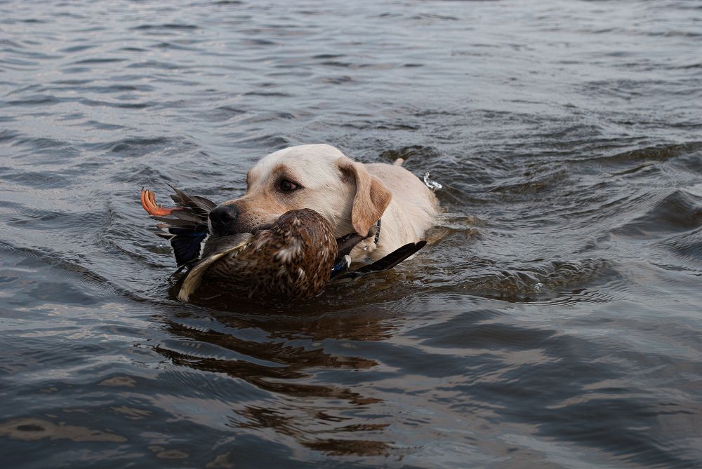 Photograph by Сергей Теслин