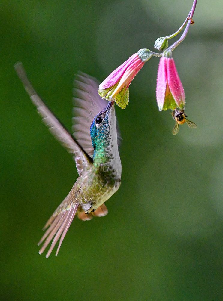 Photograph by Ricardo Ubico