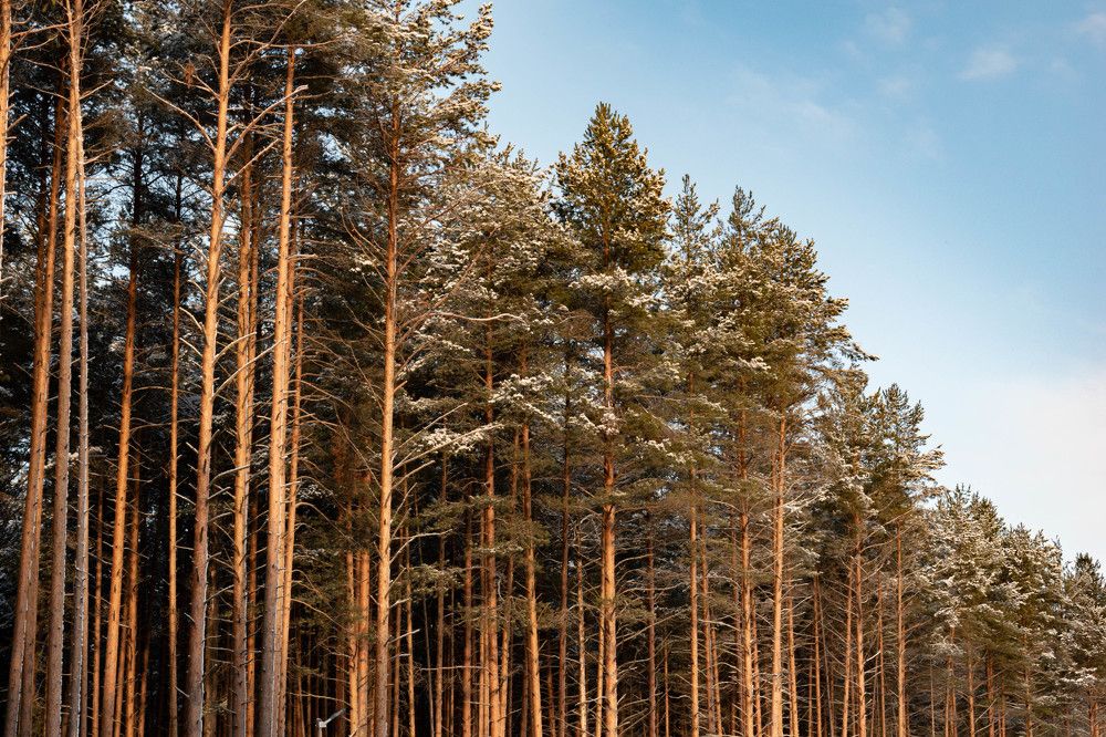 Photograph by Михаил Костыря