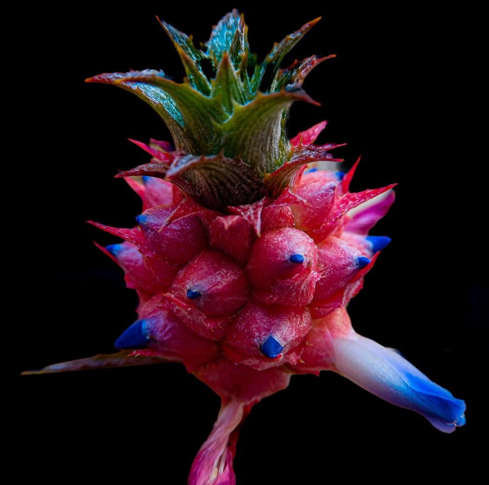 Photograph by HECTOR ANTONIO RAUCHS