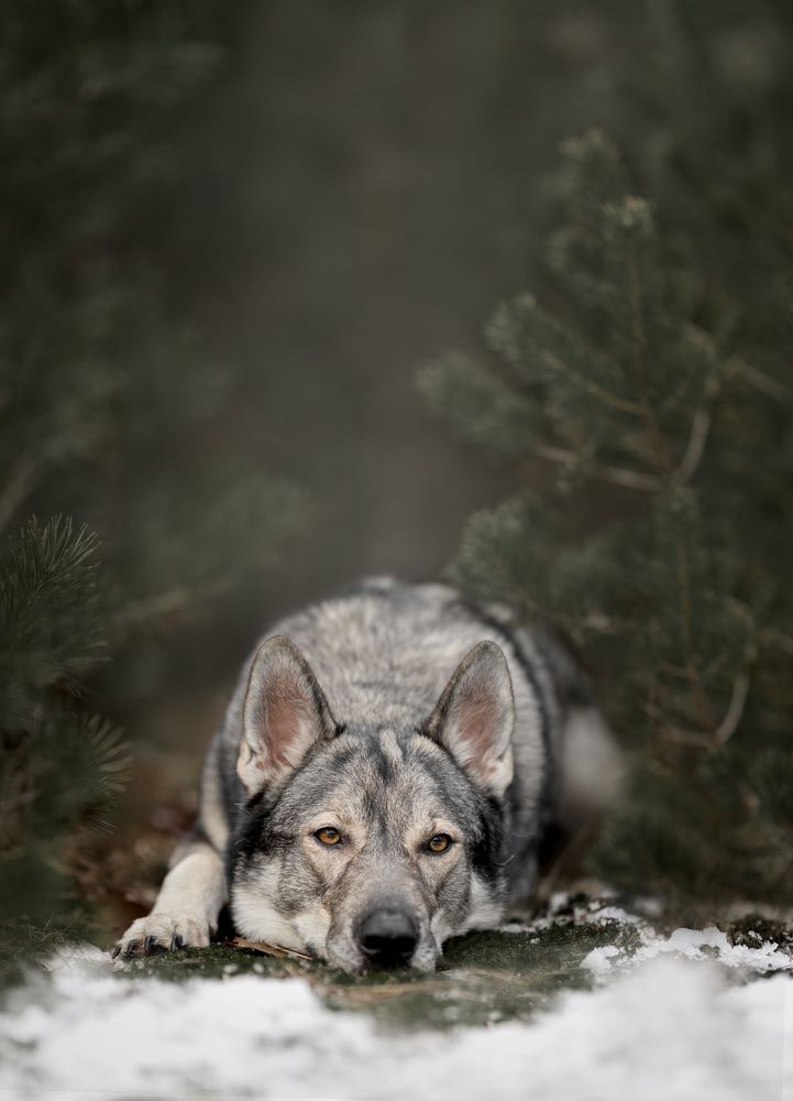 Photograph by Yong Lei van Barlingen