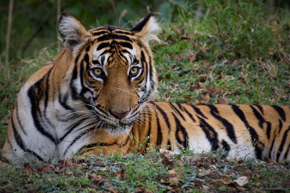 Фотография автора BIPLAB MISRA