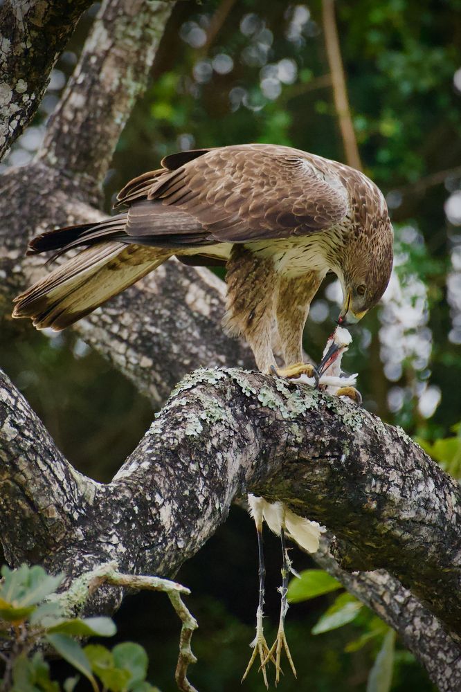 Фотография автора BIPLAB MISRA