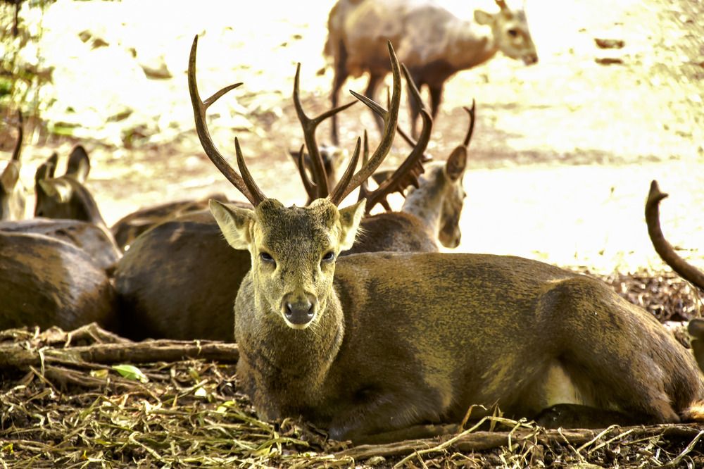 Photograph by Pujo Cahyono