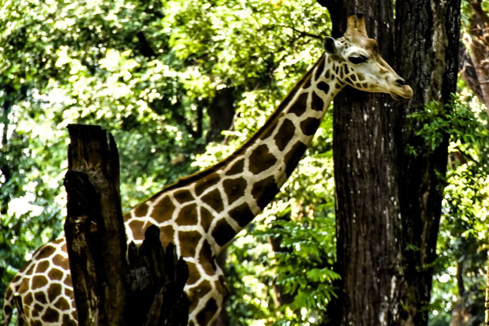 giraffe