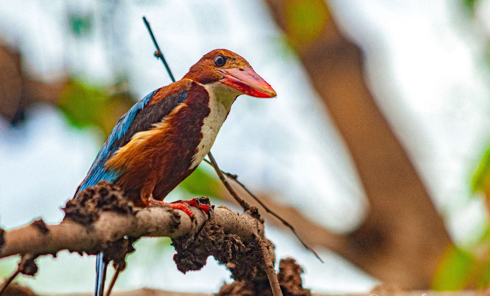 Photograph by Devjit Sarkar