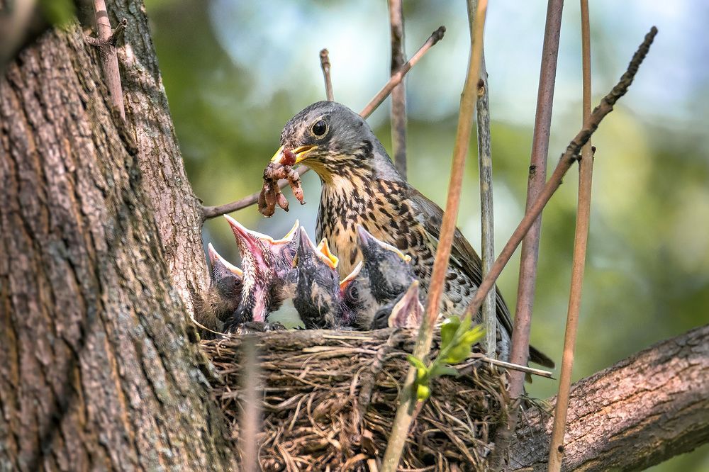Photograph by Белевитин Михаил