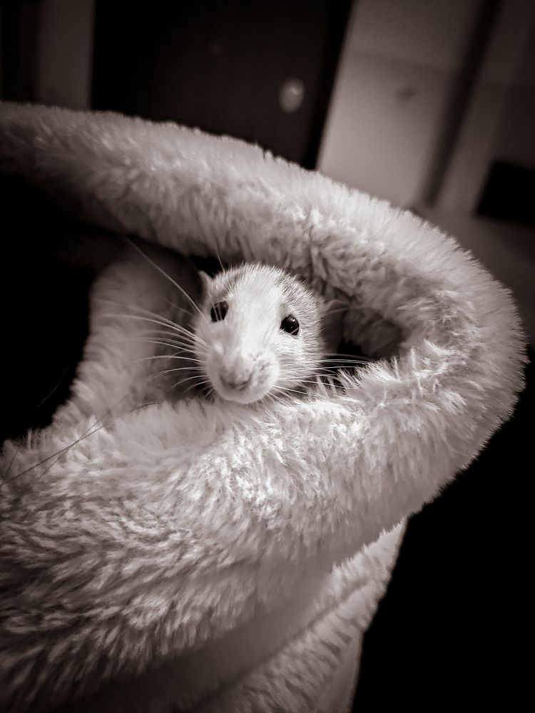 Фотография автора Александр Хухлов