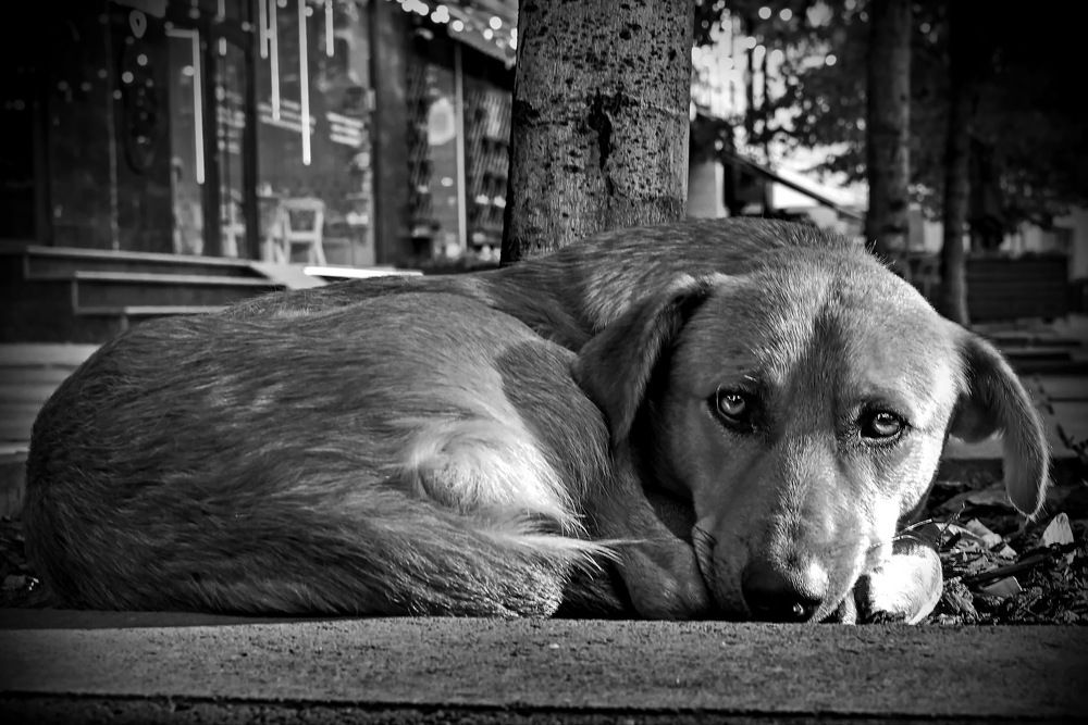 Photograph by Салах Мадаев