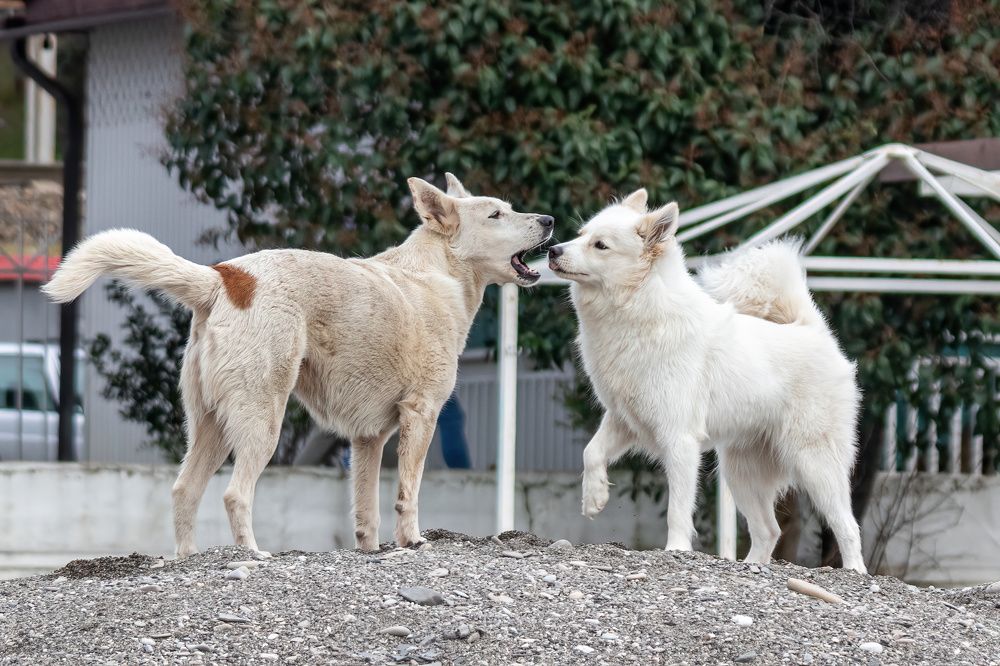Photograph by Александр Свиблов