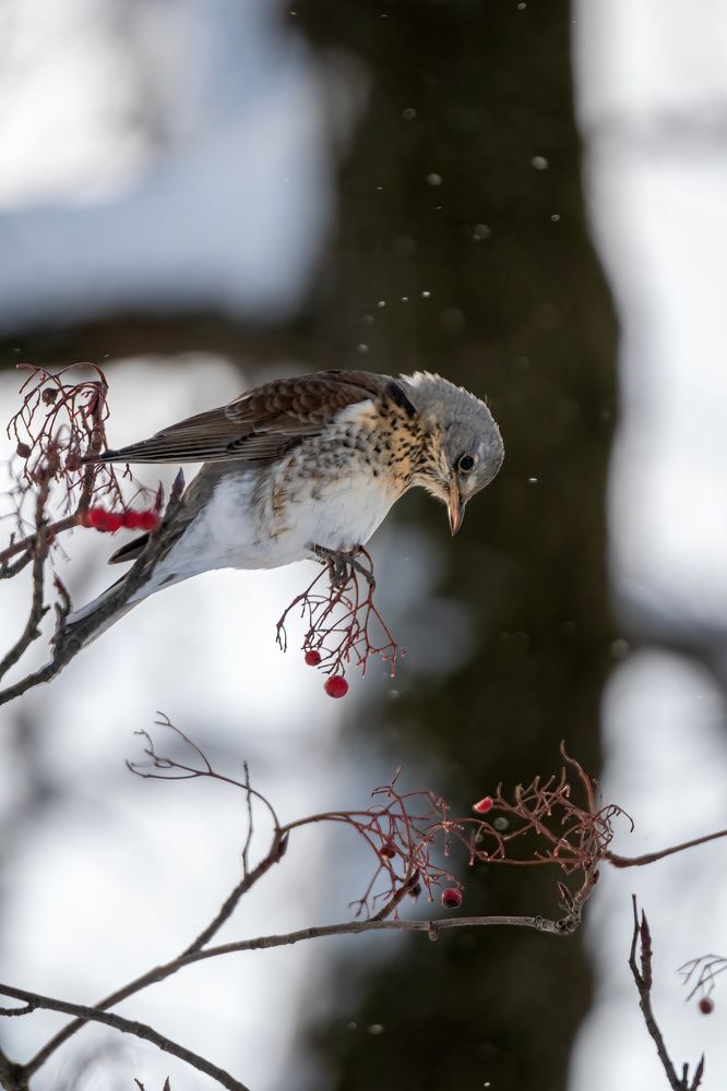 Photograph by Александр Свиблов