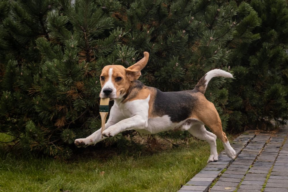 Бигль. Просто весельчак)