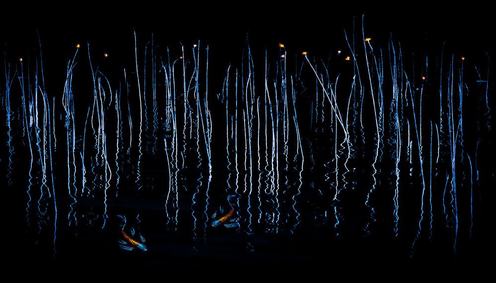 Photograph by Галина Полищук