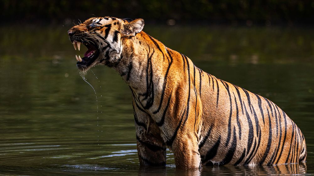 Photograph by Sumon Das