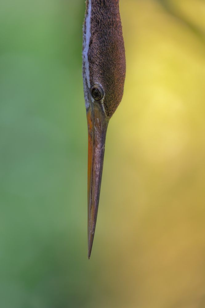 Photograph by Armen  Maitesian