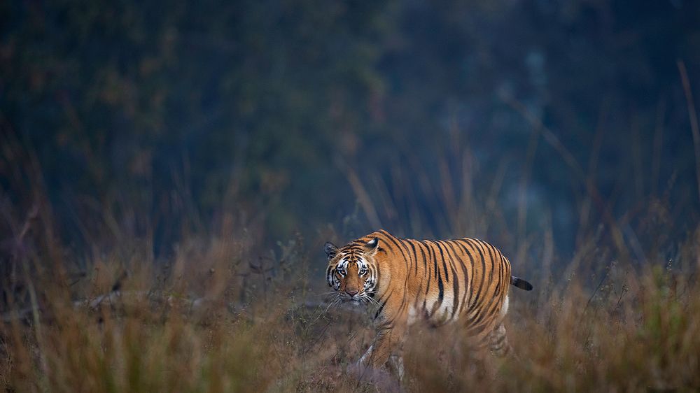 Photograph by Sumon Das
