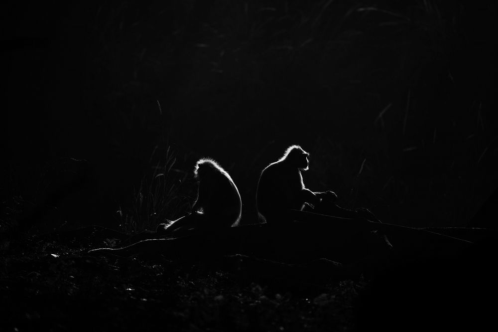 Photograph by Sumon Das