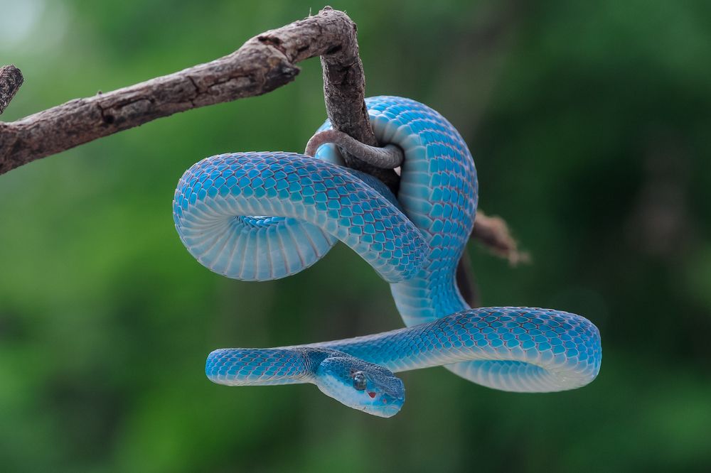 Photograph by Maryanto