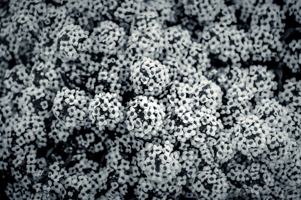 Photograph by Сергей Аникушин