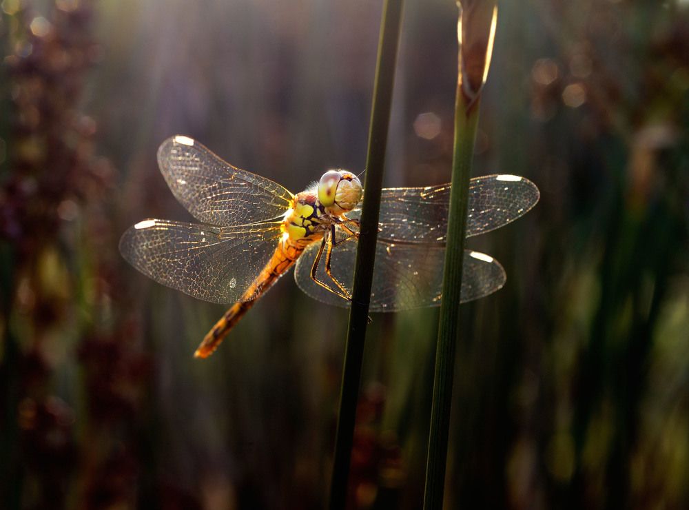 Photograph by Bekir Yesiltas