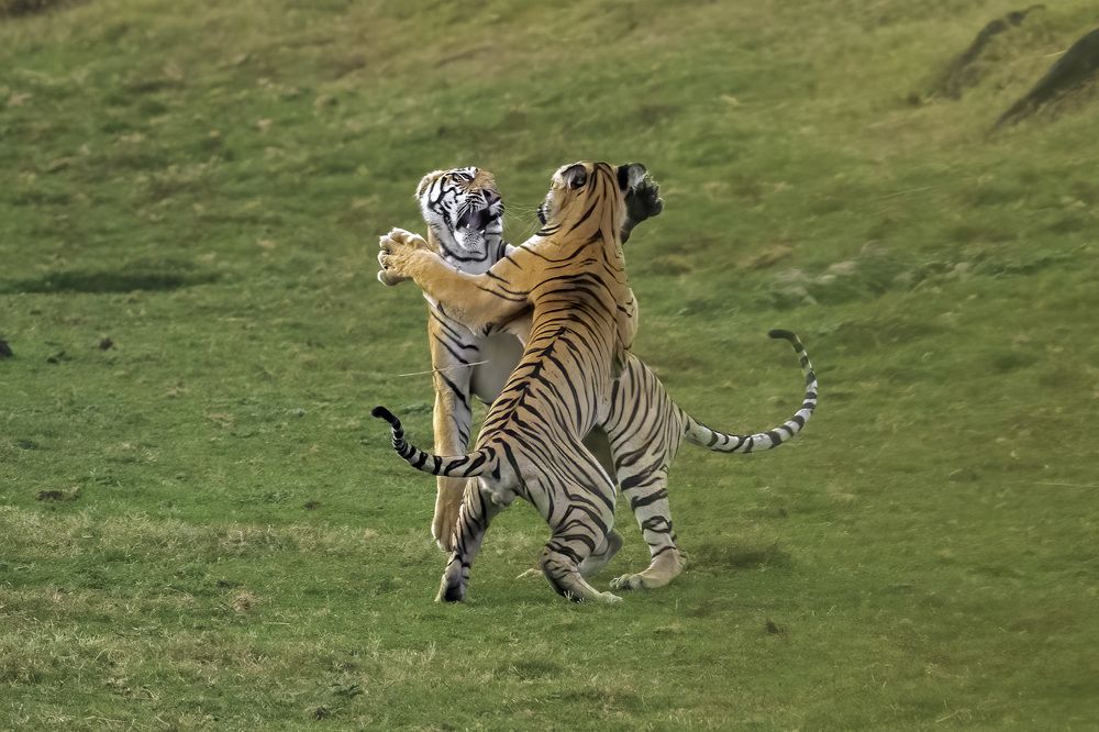 Photograph by Siddhartha Ghosh