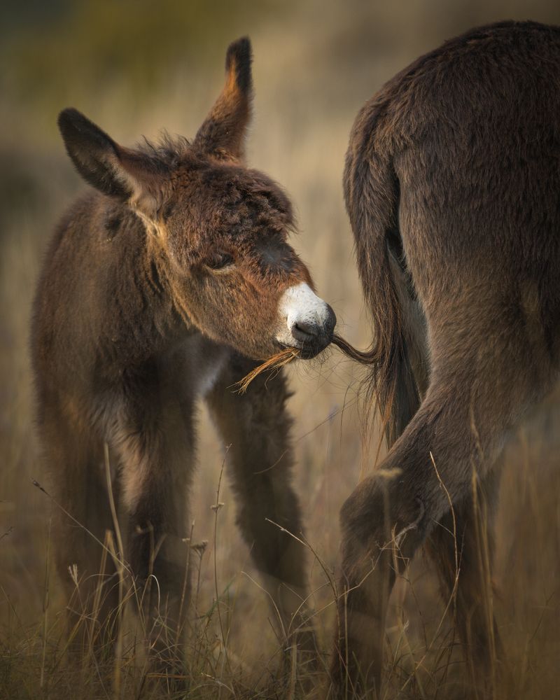 Мамин хвостик