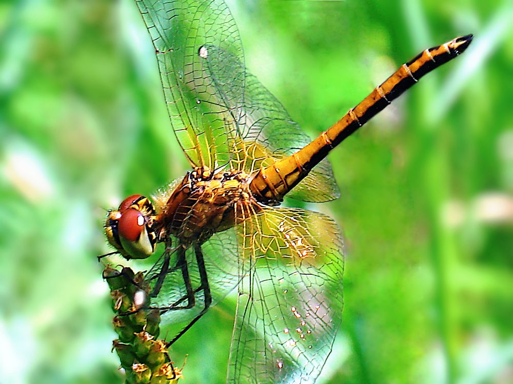 Стрекоза. Планка