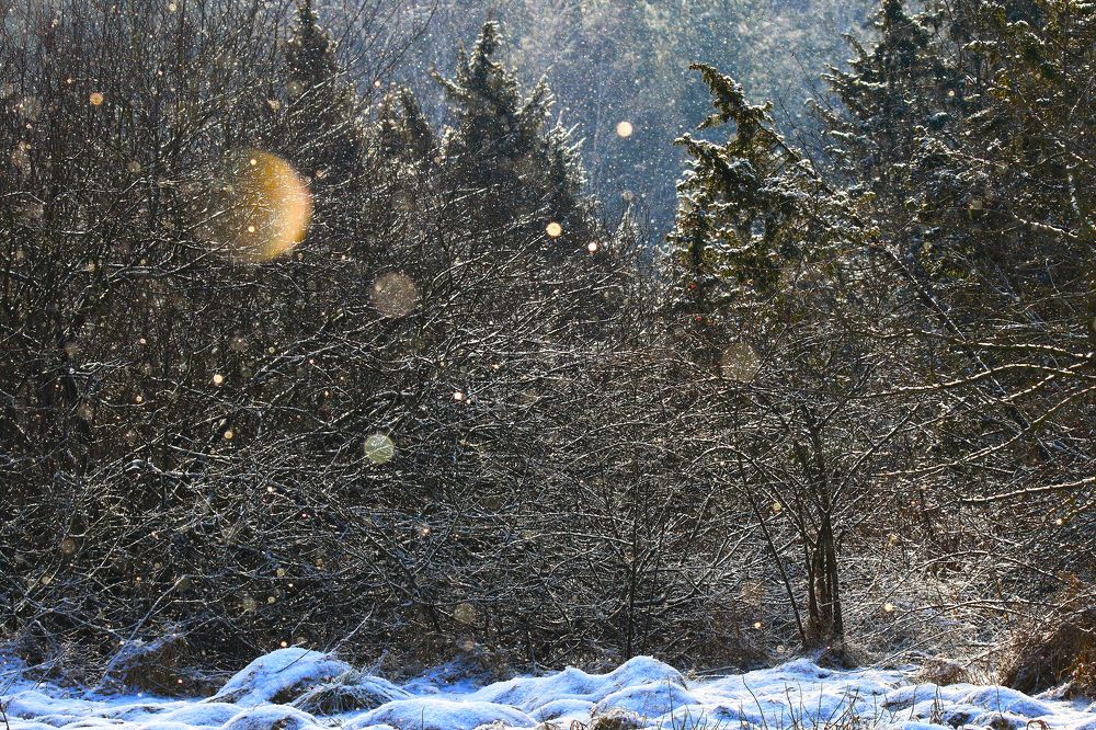 Photograph by Николай Протасеня