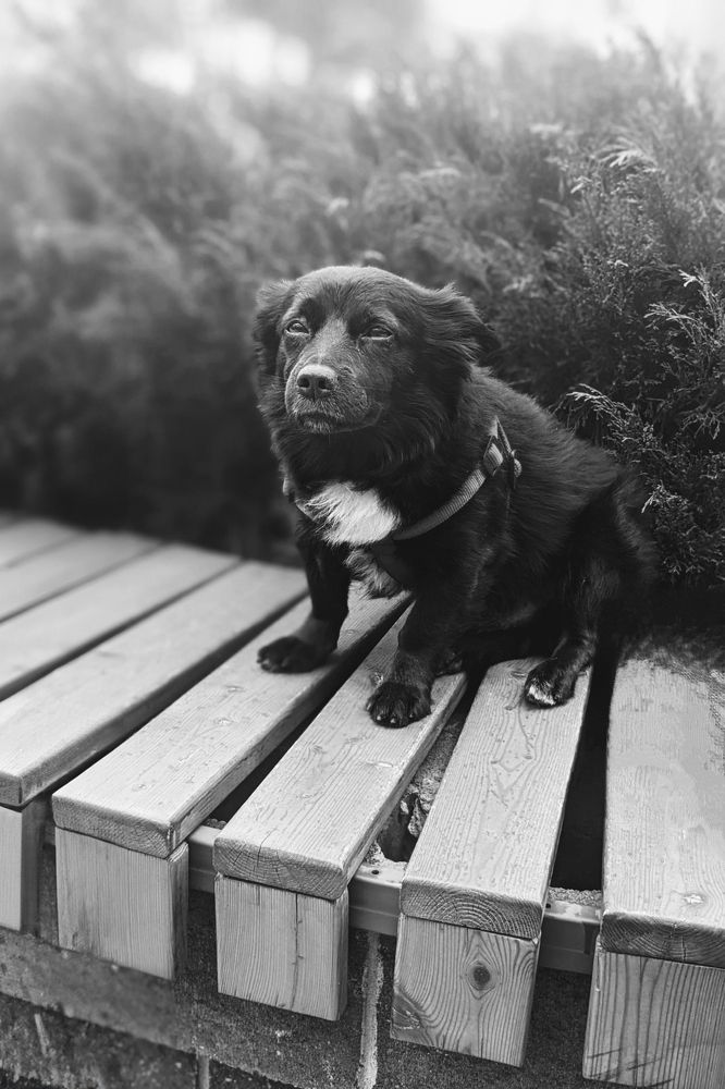 Фотография автора Михаил Голянский