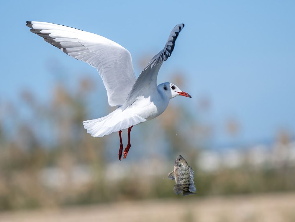Фотография автора Mohammed sajd Abo ganem