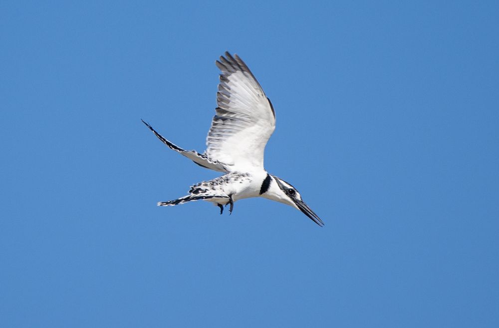 Фотография автора Mohammed sajd Abo ganem