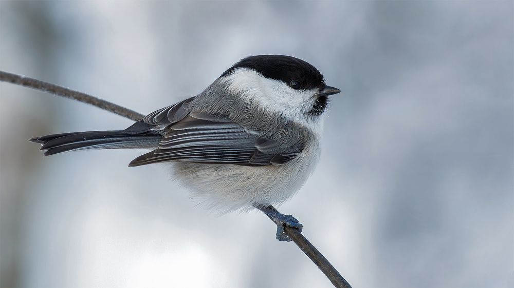 Буроголовая гаичка (Poecile montanus) Санкт-Петербург, декабрь 2023