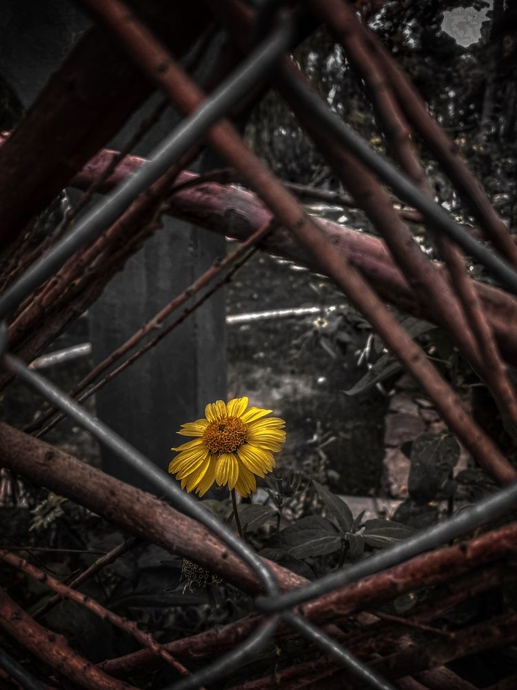 Photograph by Maedeh Sharifi