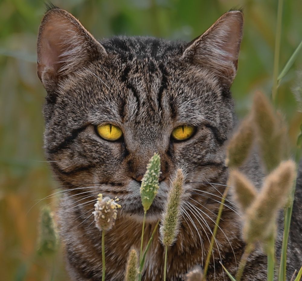 Фотография автора Mohammed sajd Abo ganem