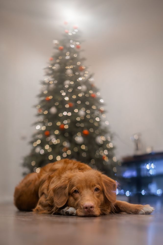 Фотография автора Нино Елисеева