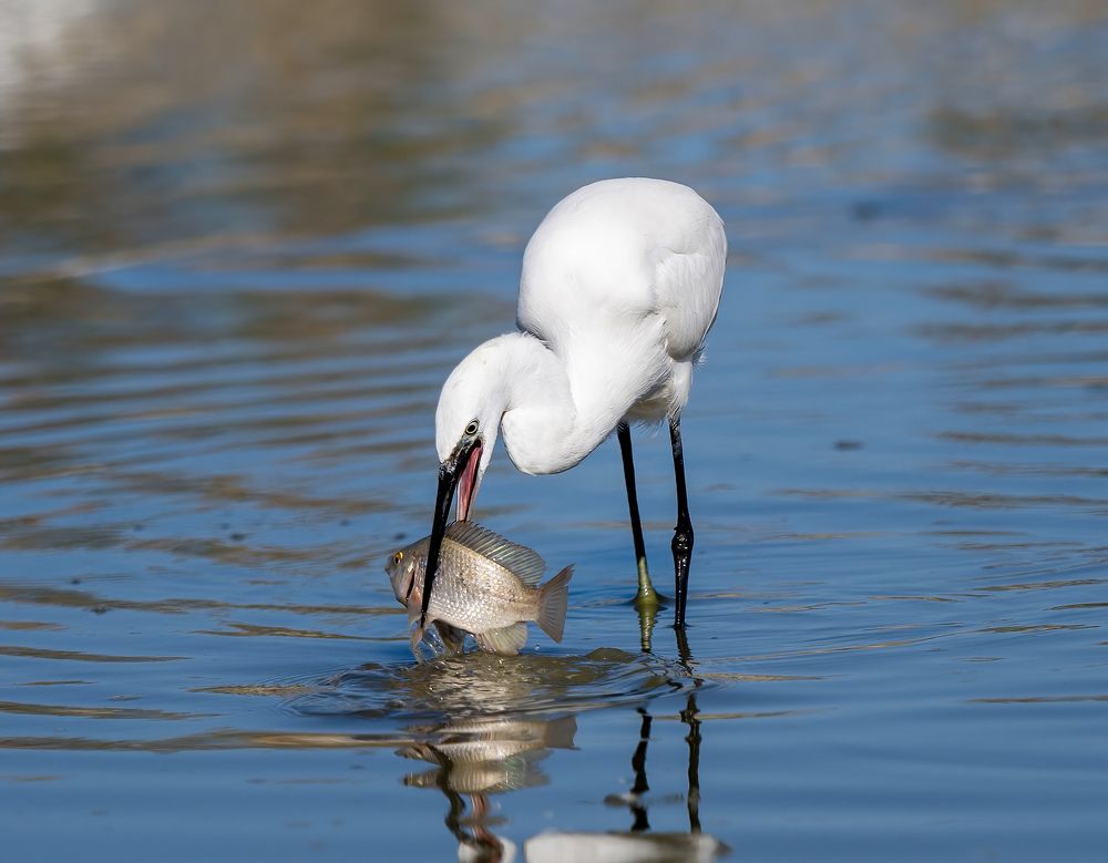Фотография автора Mohammed sajd Abo ganem