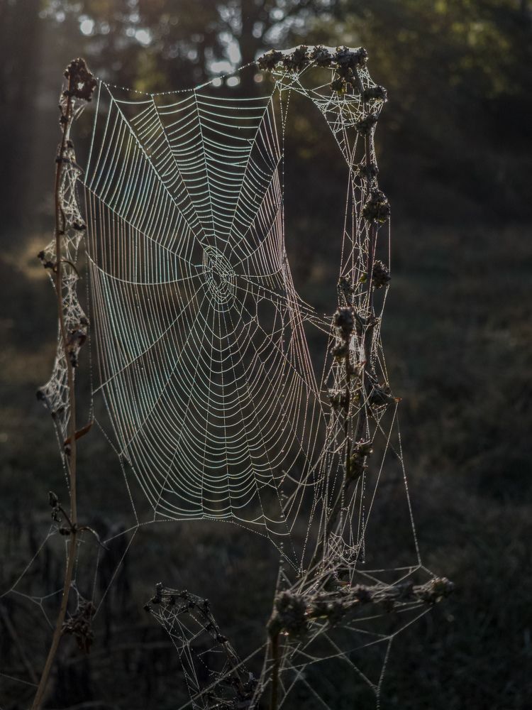 Photograph by Лариса Когтева