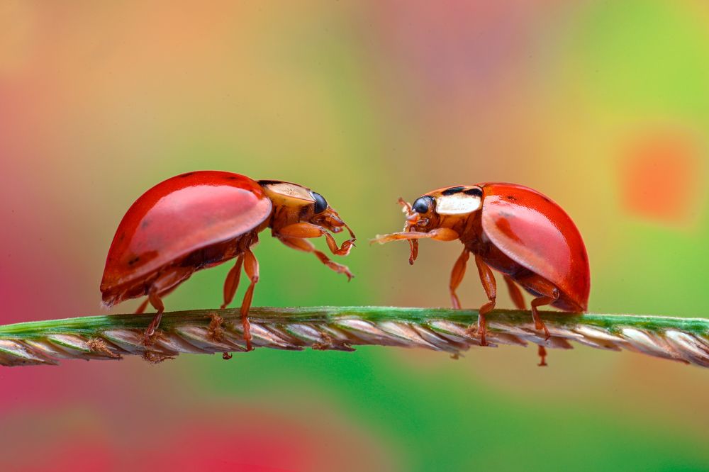 Photograph by Ganev Tsvetan