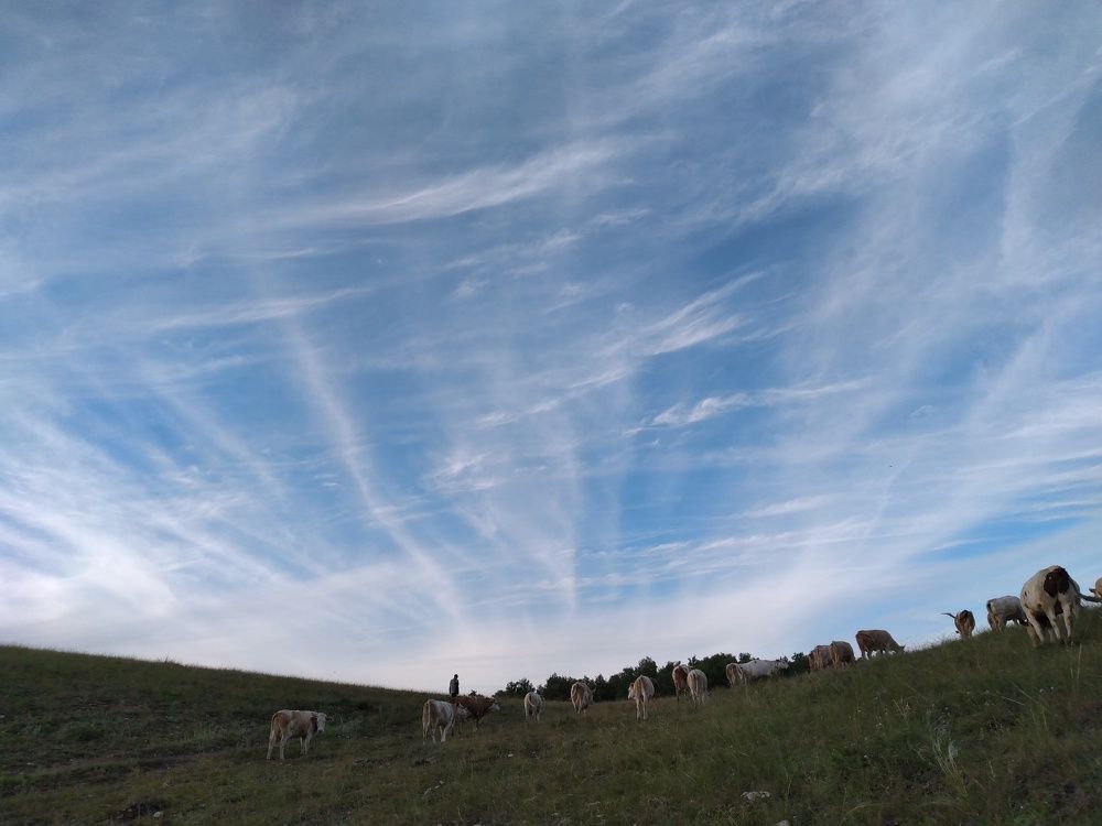 The shepherd and the cows