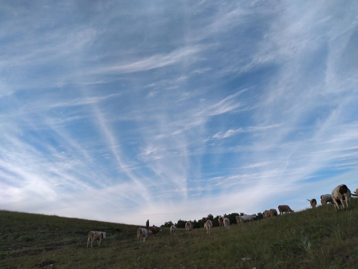 The shepherd and the cows