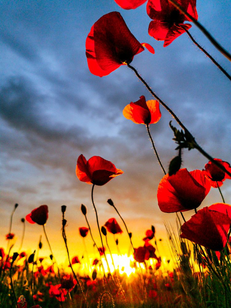 Photograph by Irina Tischer