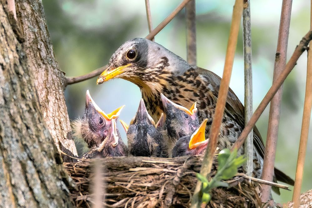 Photograph by Белевитин Михаил