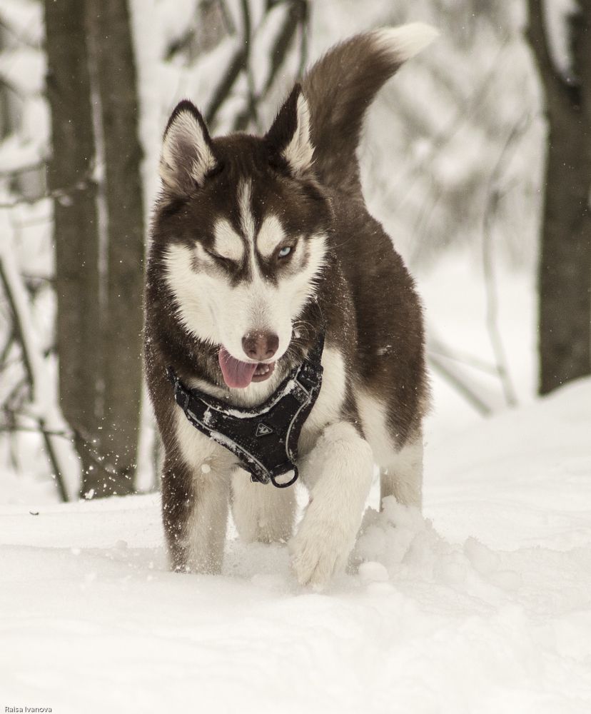 Photograph by Раиса Иванова
