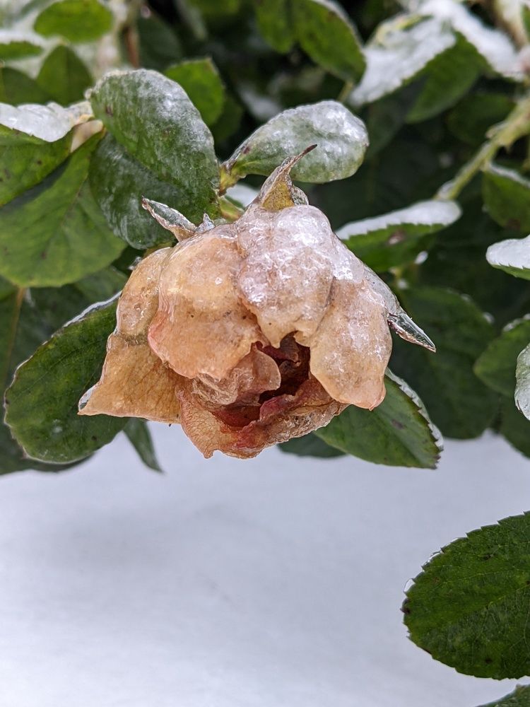 Photograph by Ольга Долгополова