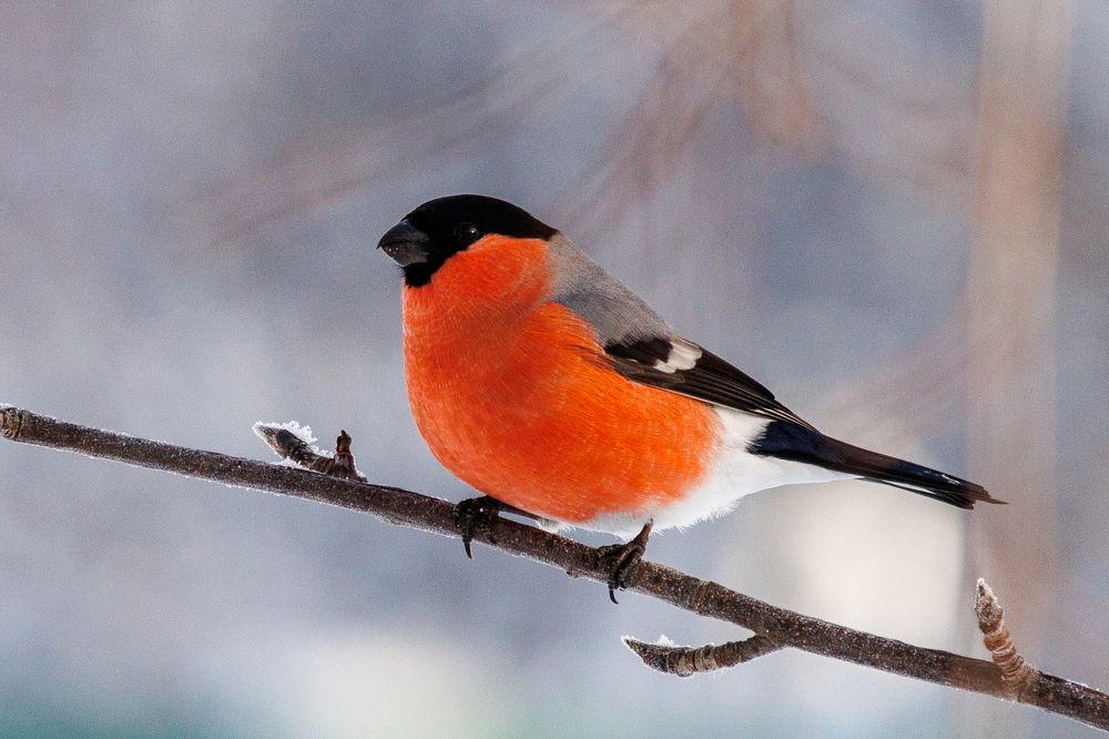 Photograph by Евгений Наймушин