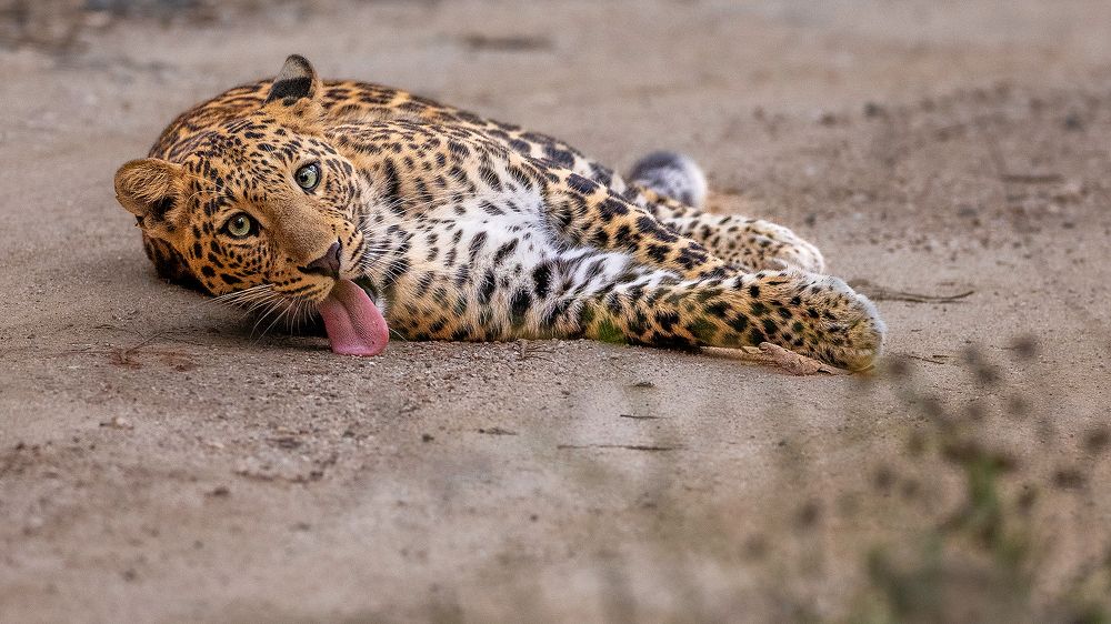 Photograph by Sumon Das