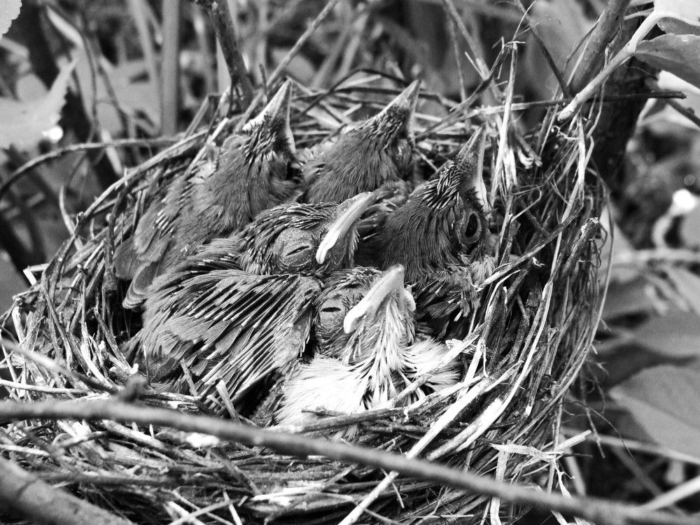 Photograph by Николай Худяков