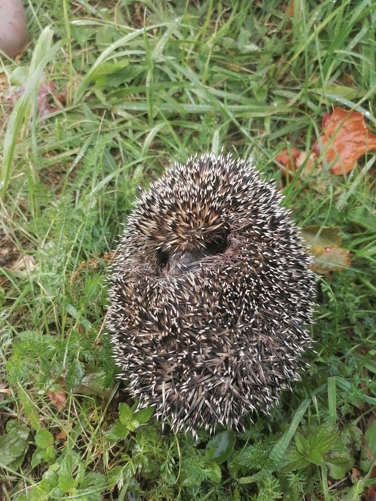 Ежик