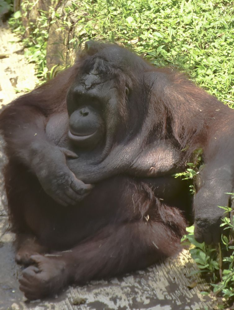 Photograph by Pujo Cahyono